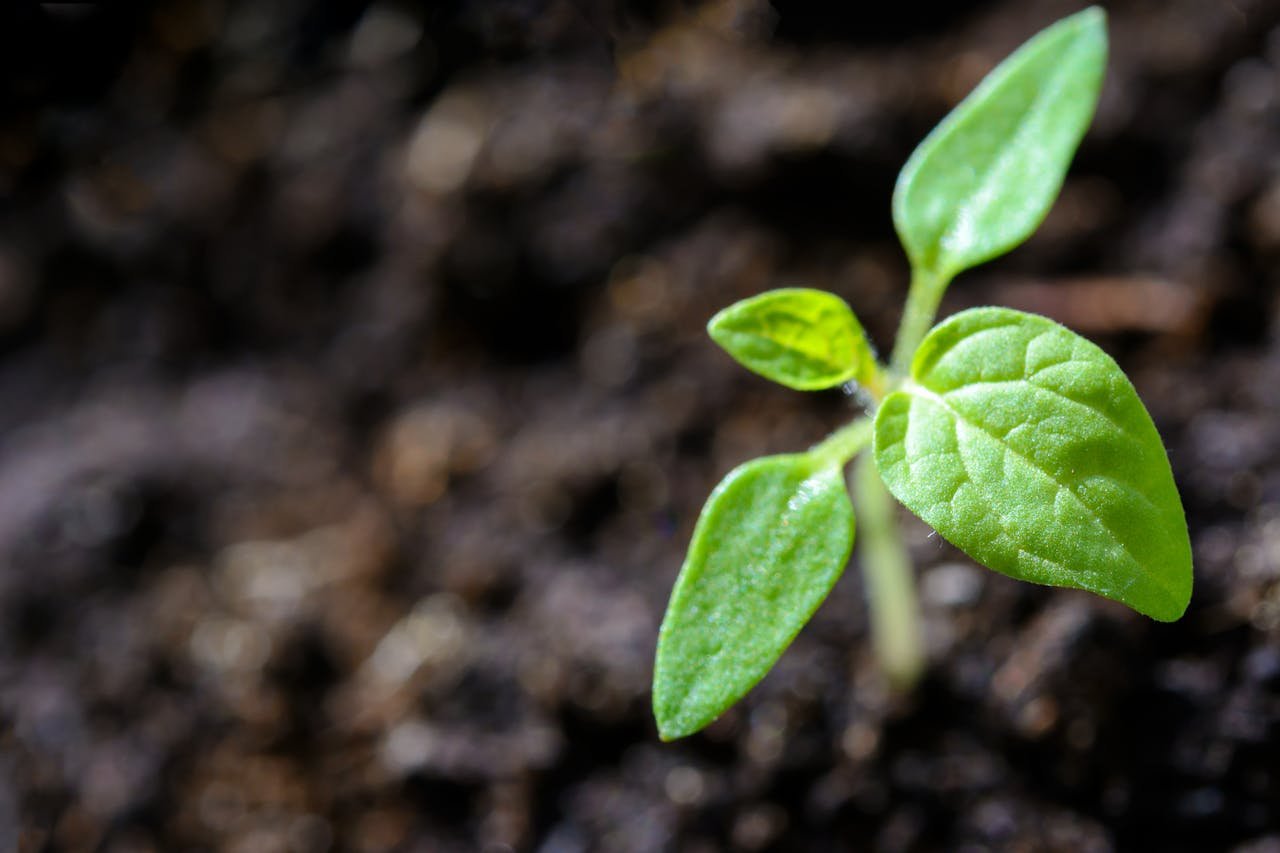 The Art of Drawing Readers In: Your attractive post title goes here Vibrant close-up of a young tomato seedling sprouting in the soil.